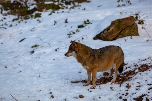 naturpark freyung  1 von 8
